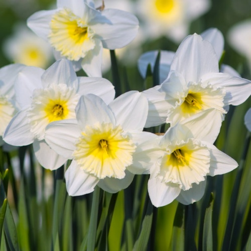 Daffodil Bulbs - Ice Follies